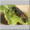 Evagetes gibbulus - Wegwespe w01d 8mm - OS-Wallenhorst-Sandgrube-det.jpg